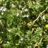 Thymus vulgaris 'Cedro'